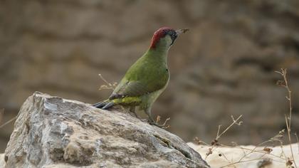 European Green Woodpecker
