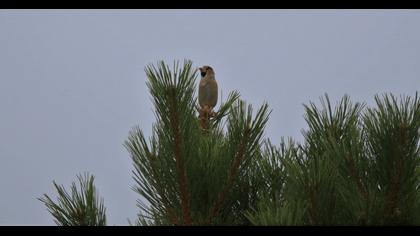 Hawfinch
