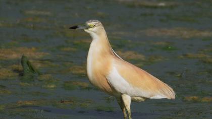 Squacco Heron