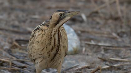 Eurasian Bittern