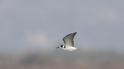 Black Tern