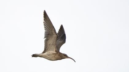 Whimbrel