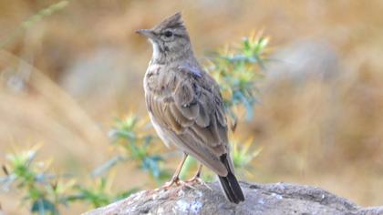 Crested Lark
