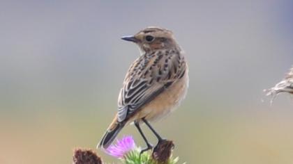 Whinchat