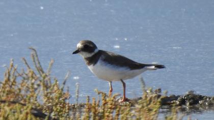 Common Ringed Plover