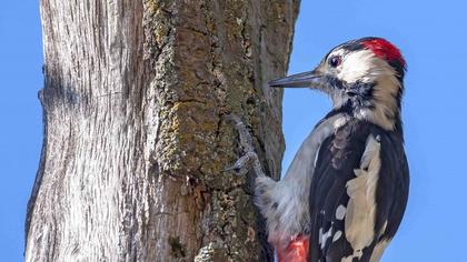 Syrian Woodpecker