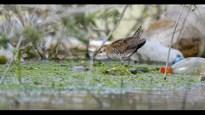 Baillon`s Crake