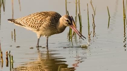 Bar-tailed Godwit