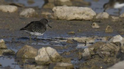 Sarıbacaklı kumkuşu