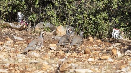 Chukar Partridge