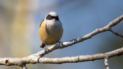Eurasian Penduline Tit