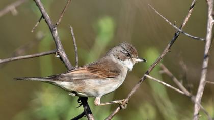 Common Whitethroat