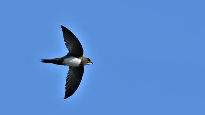 Alpine Swift