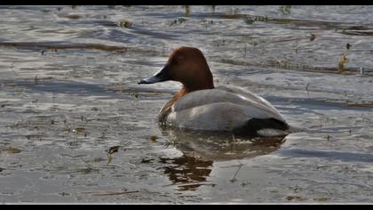 Common Pochard