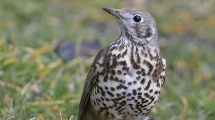 Mistle Thrush