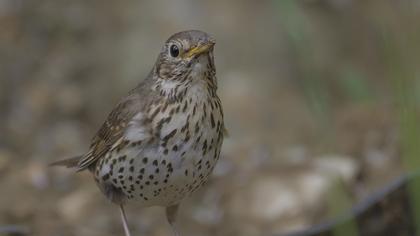 Song Thrush