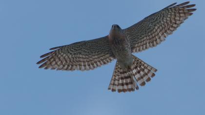 Levant Sparrowhawk