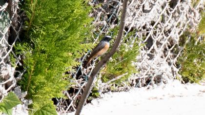 Common Redstart