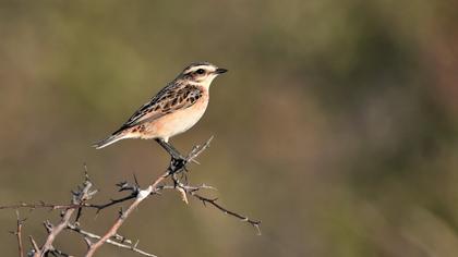 Whinchat
