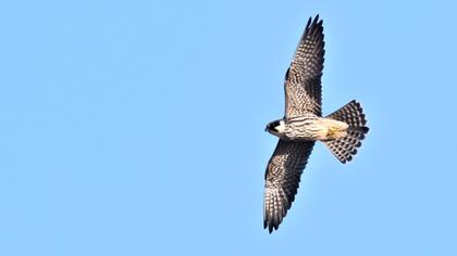 Eurasian Hobby