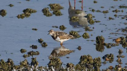 Ruddy Turnstone