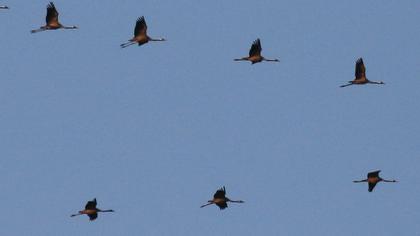 Common Crane