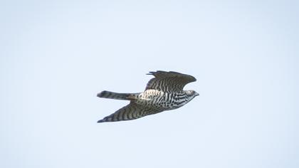 Levant Sparrowhawk