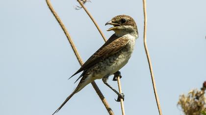 Red-backed Shrike