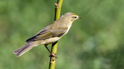 Willow Warbler