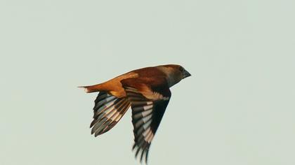 Hawfinch