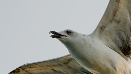 Yellow-legged Gull