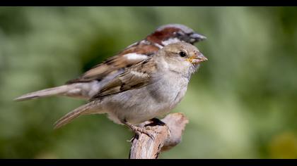 Eurasian Tree Sparrow