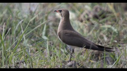 Collared Pratincole