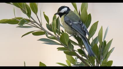 Great Tit