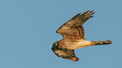 Hen Harrier