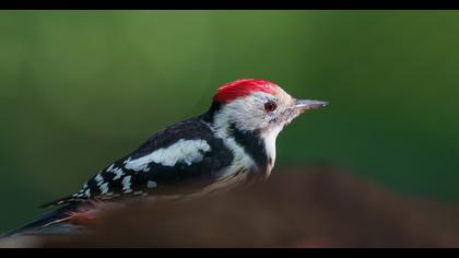 Middle Spotted Woodpecker