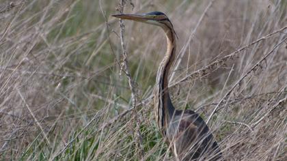 Purple Heron