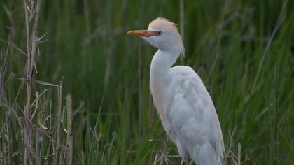 Western Cattle Egret