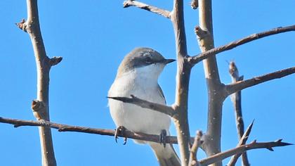 Lesser Whitethroat