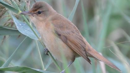 Great Reed Warbler