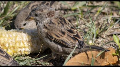 Pale Rockfinch