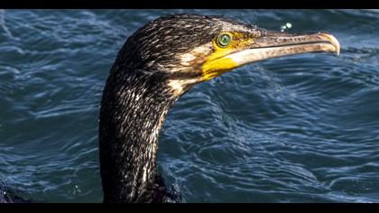 Great Cormorant