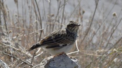 Woodlark
