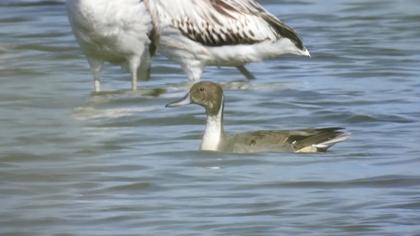 Northern Pintail
