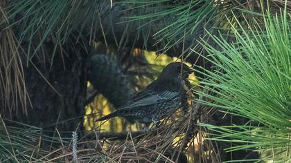 Ring Ouzel