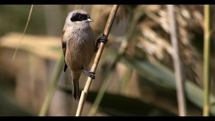Eurasian Penduline Tit