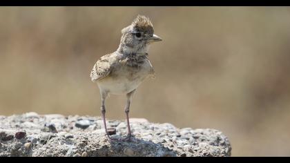 Greater Short-toed Lark