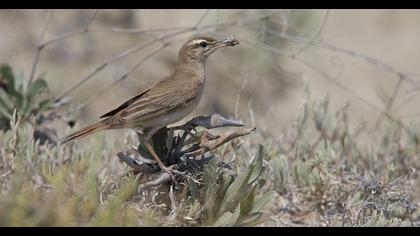Rufous-tailed Scrub Robin