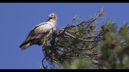 Egyptian Vulture