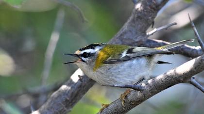 Common Firecrest
